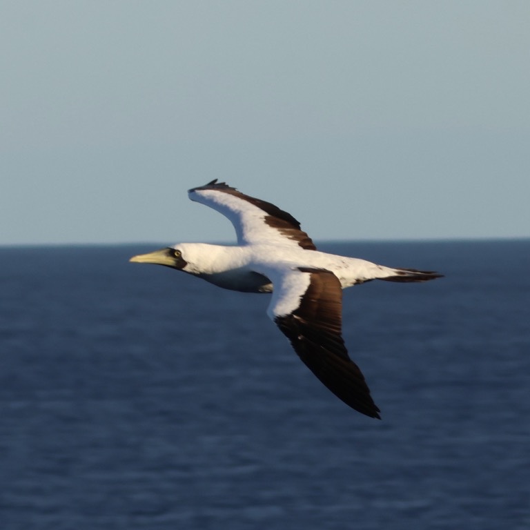 Masked Booby