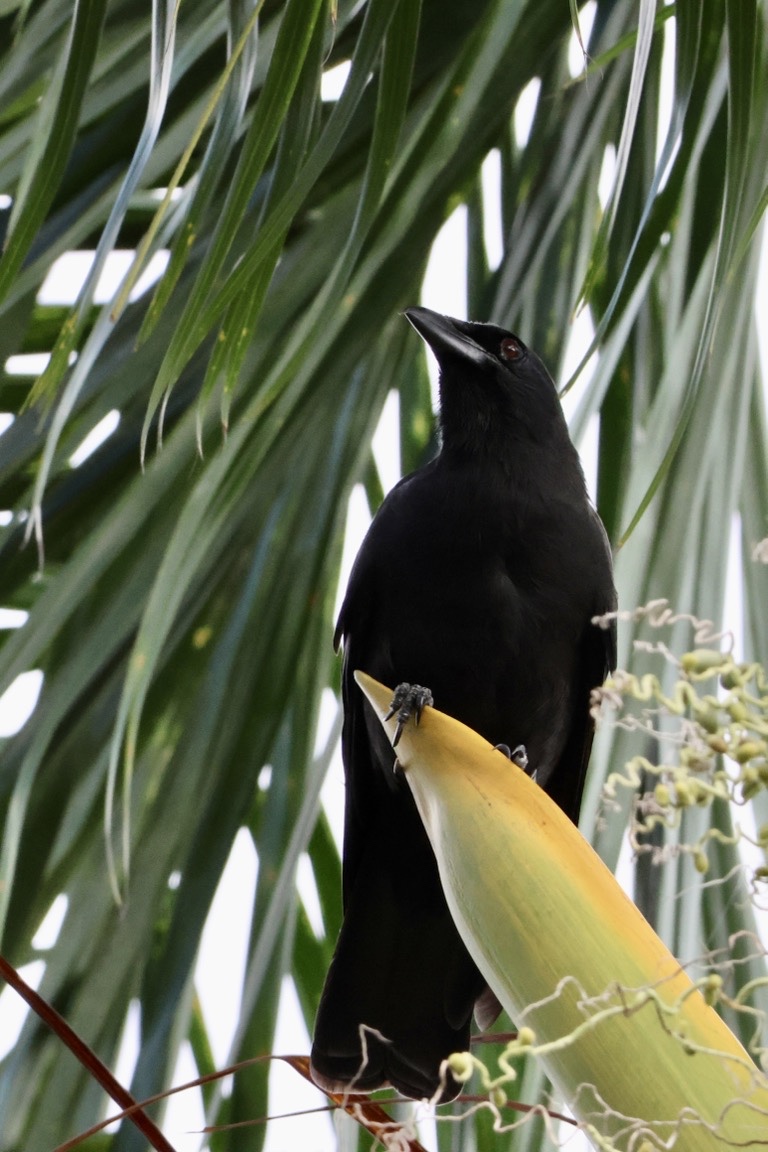 Jamaican Crow