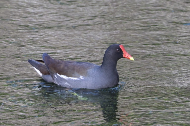 Common Gallinule