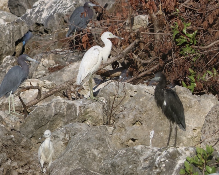 Little Blue Herons