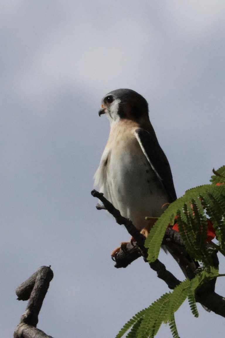 American Kestrel