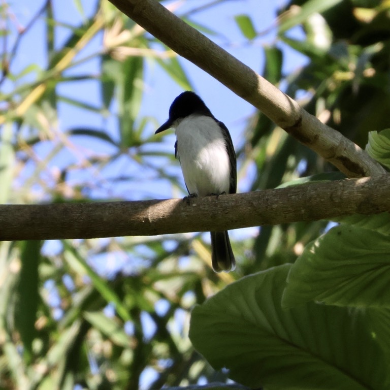 Loggerhead Kingbird