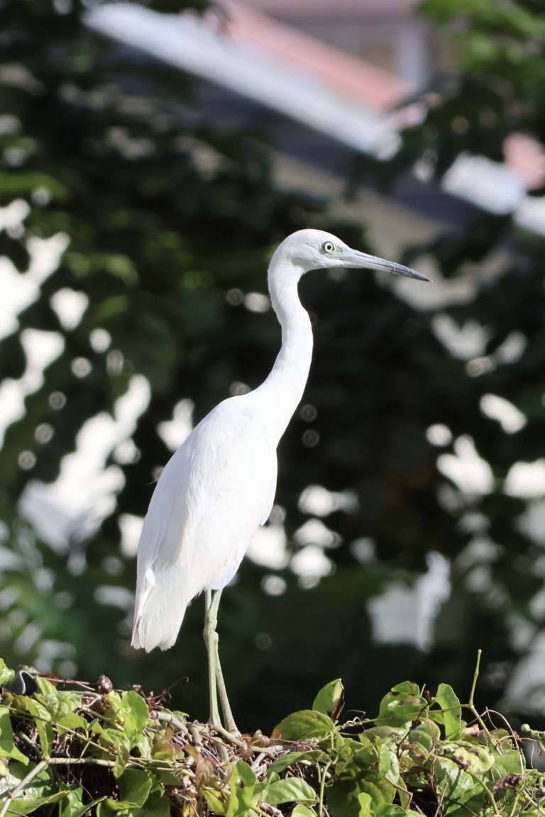 Little Blue Heron