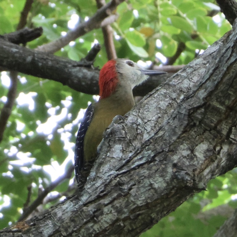 Jamaican Woodpecker