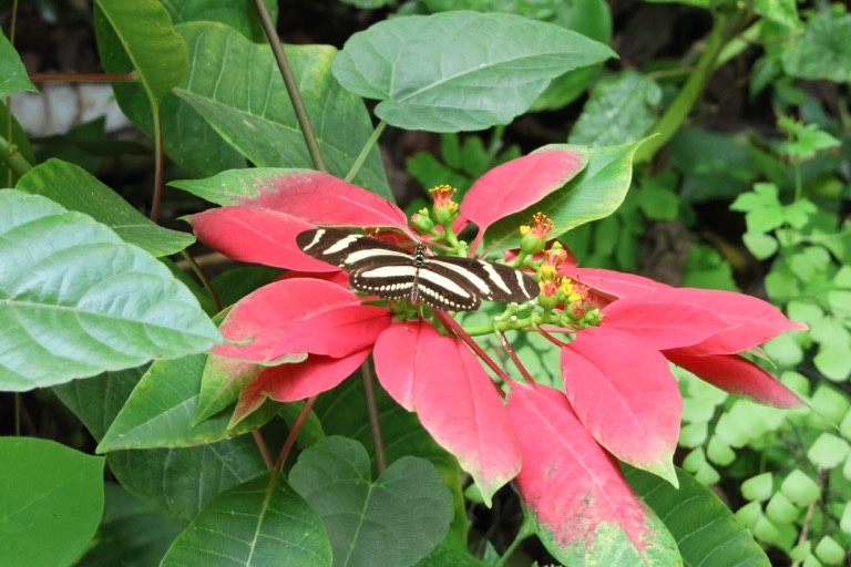 Zebra Longwing on a Poinsettia