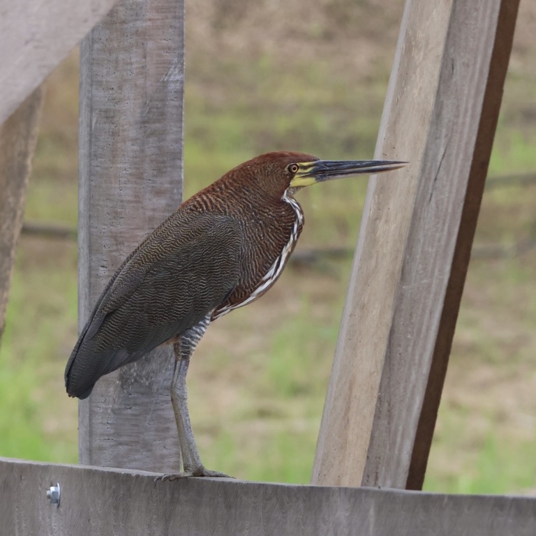 Rufescent Tiger-Heron