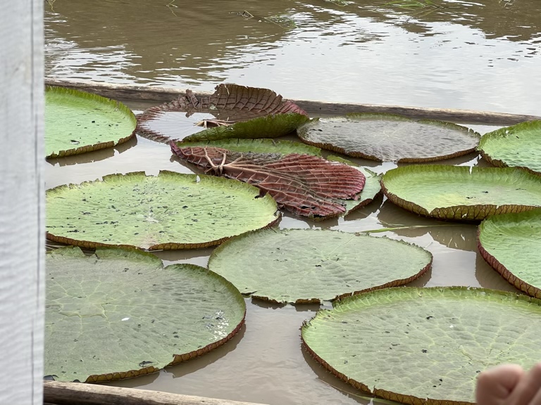 Amazon Giant lily pad