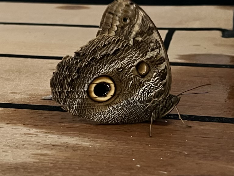 Owl Butterfly