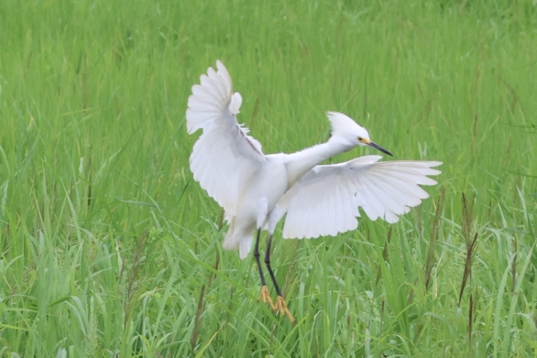 Snowy Egret