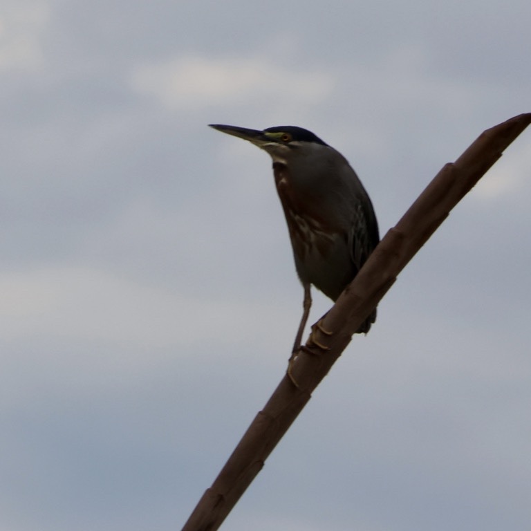 Striated Heron