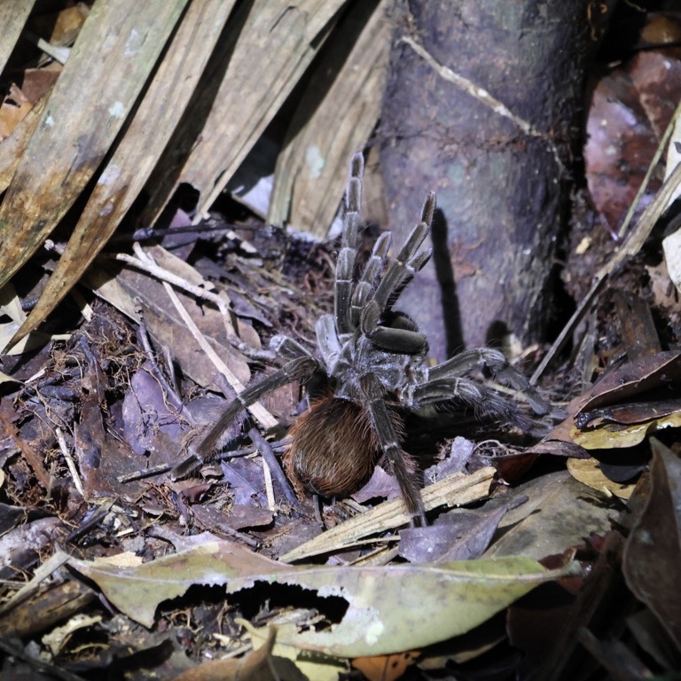 Tarantula