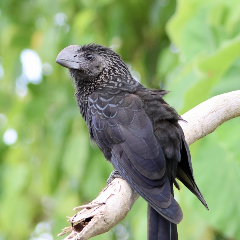 Smooth-billed Ani