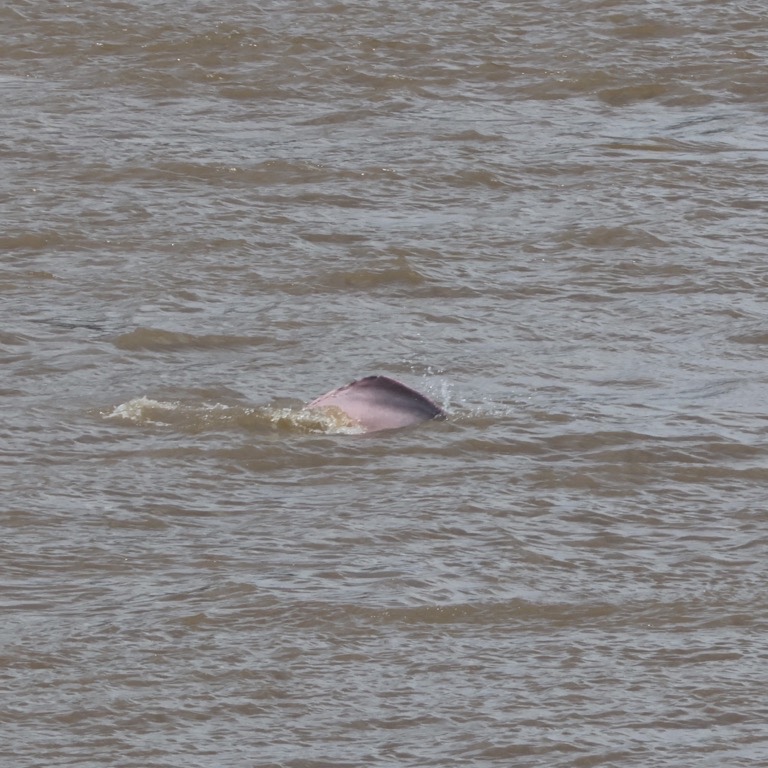 Amazon River dolphin