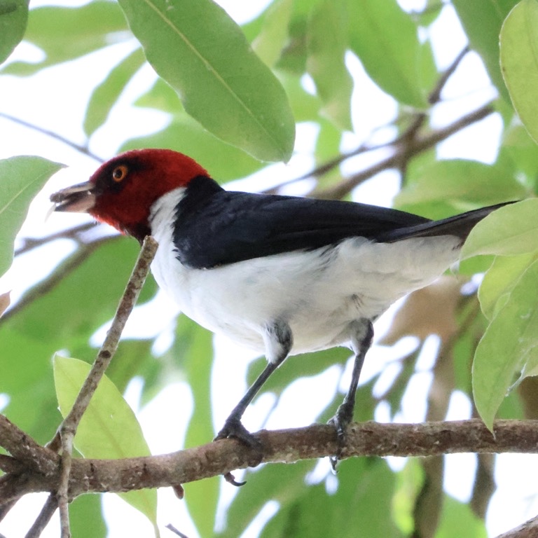 Red-capped Cardinal