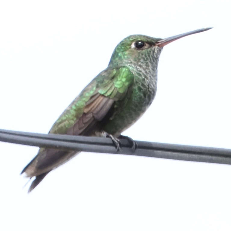 Glittering-throated Emerald hummingbird