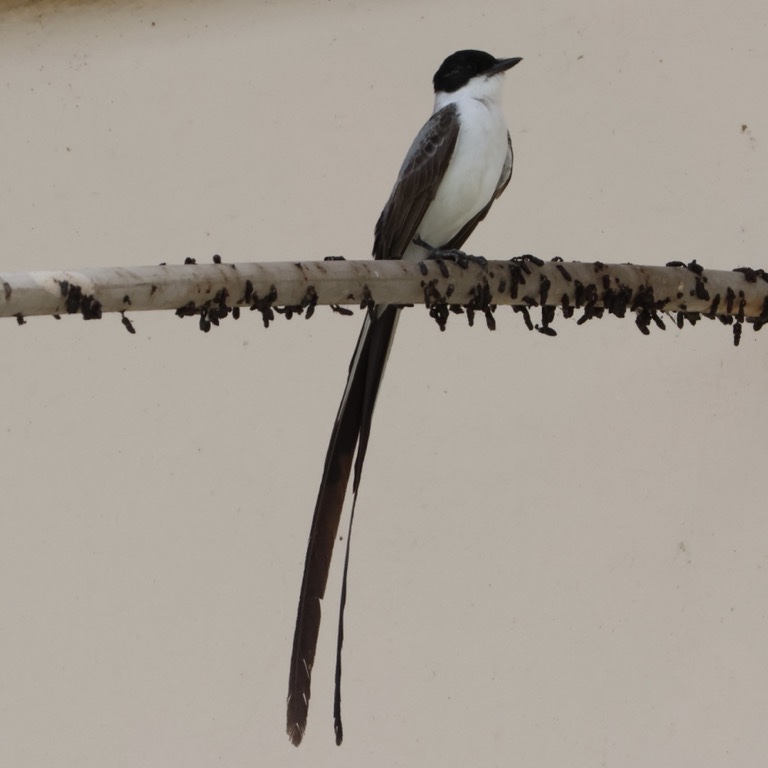 Forked-tail Flycatcher