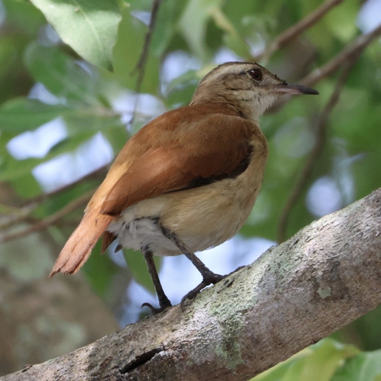 Lesser Hornero