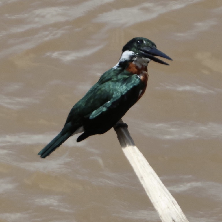 Green Kingfisher