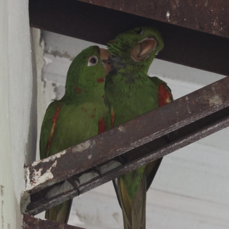 White-Eyed Parakeet