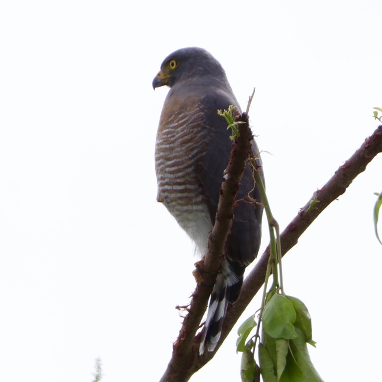 Roadside Hawk