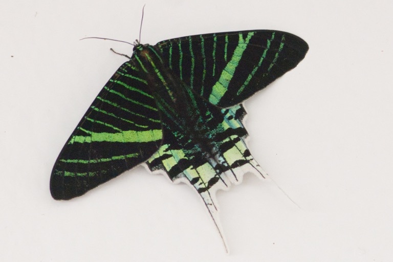 Green-banded Urania