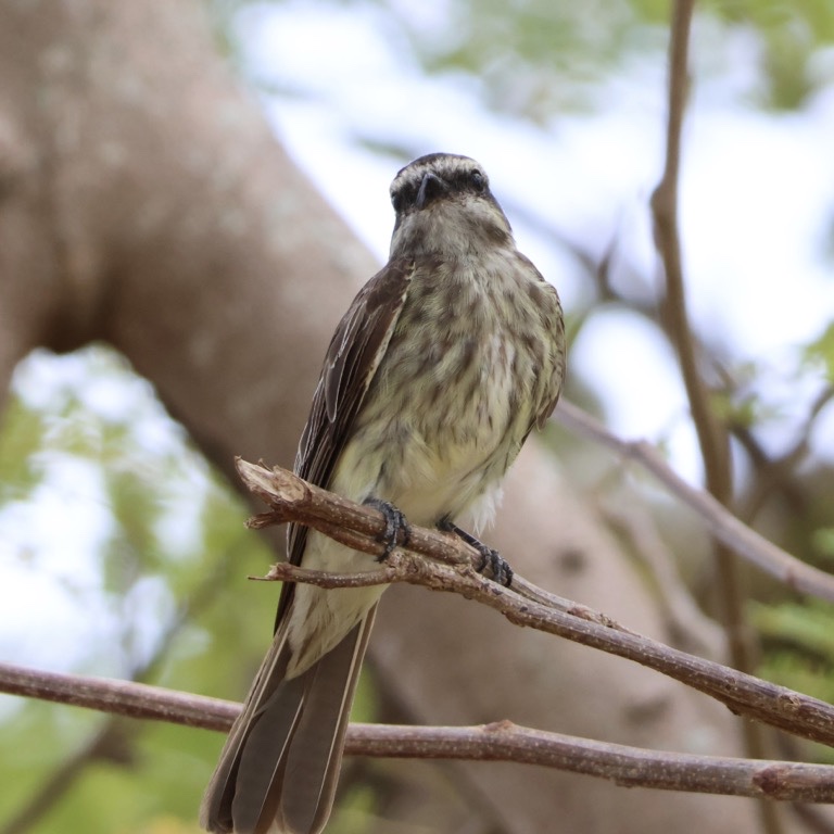 Verigated Flycatcher