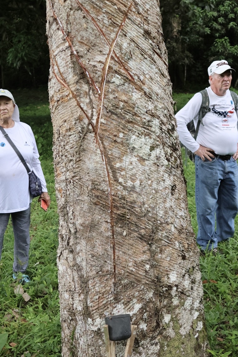 Rubber tree with white sap flowing