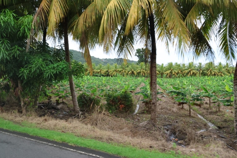 Banana field