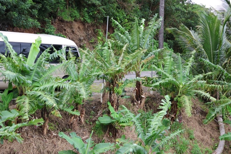 Bananas growing at a rest stop