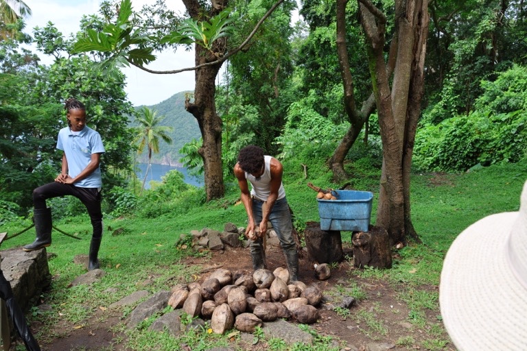 Husking a coconut by hand