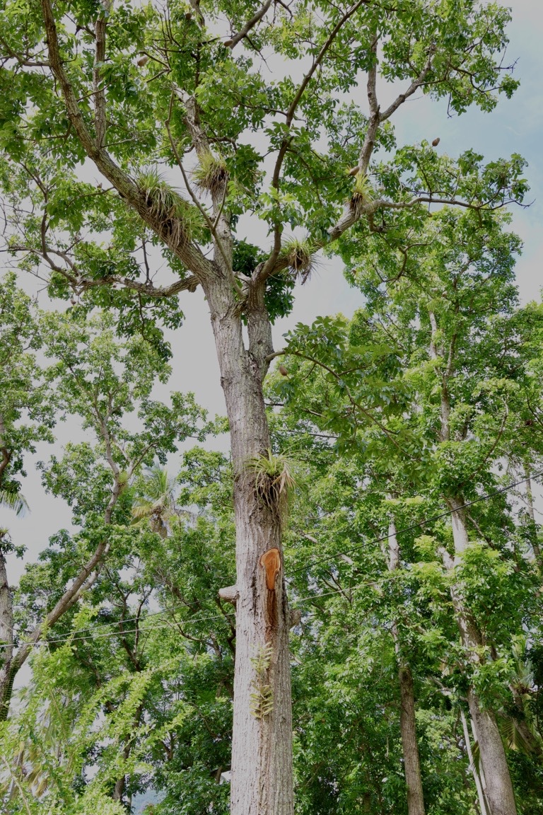 Mahogany tree