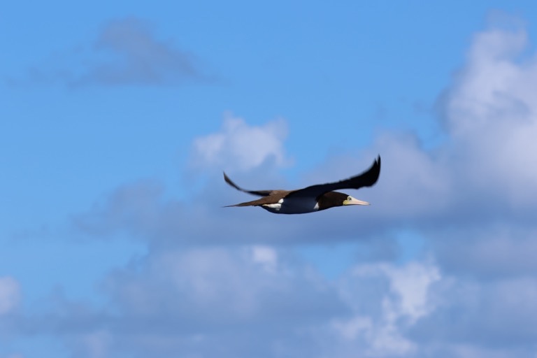 Brown Booby