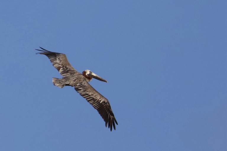 Brown Pelican