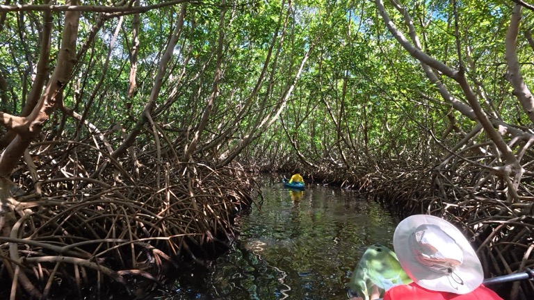 Mangrove kayaking