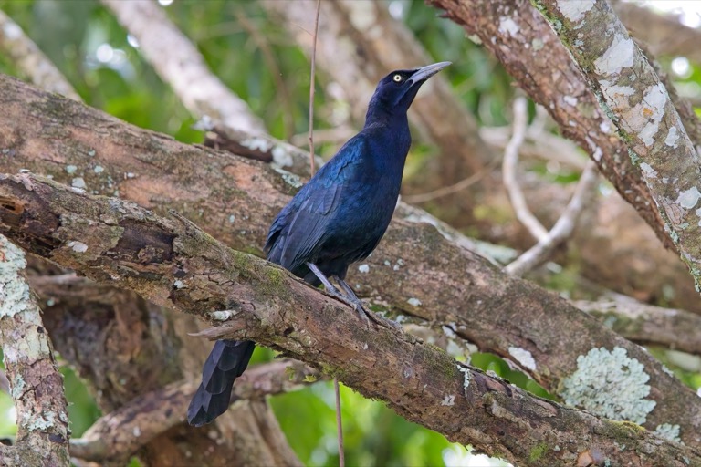Great-tailed Grackle