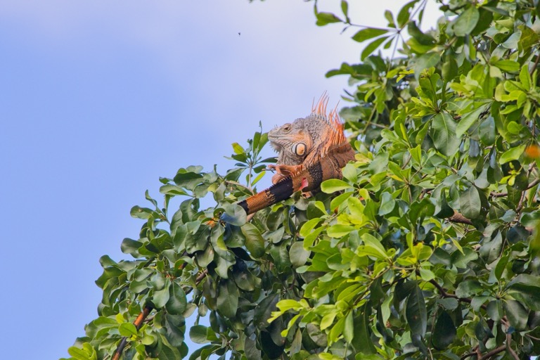Iguana