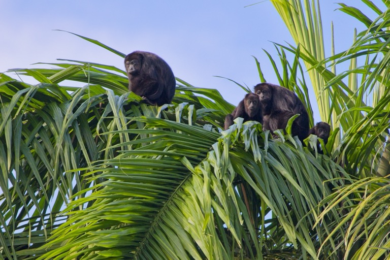 Black Yucatan Howler Monkeys