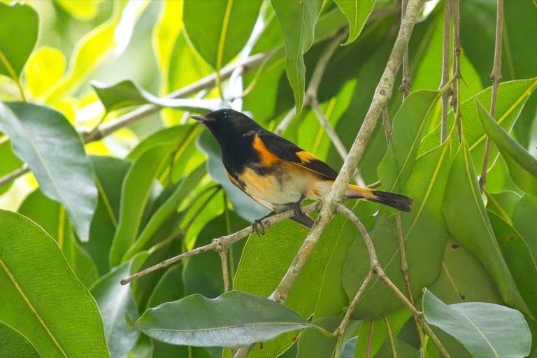 Redstart