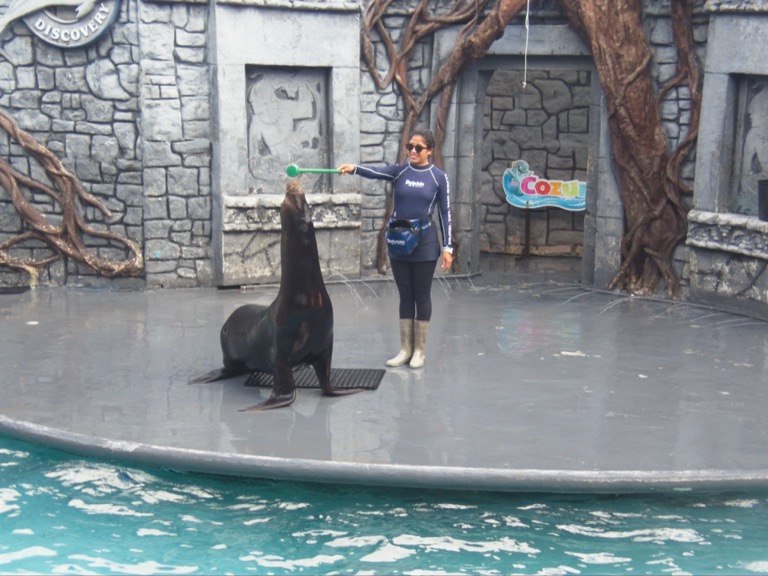 Sea Lion