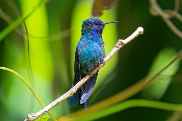 Blue-headed Hummingbird