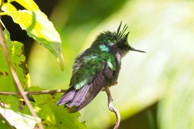 Antillean Crested Hummingbird