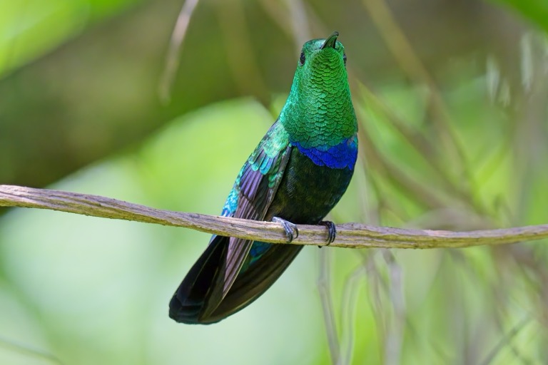 Green-throated Carib