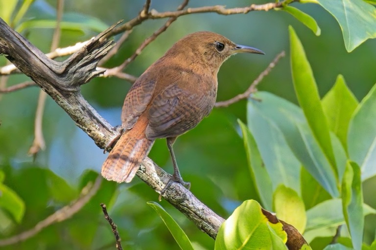 Kalinago Wren