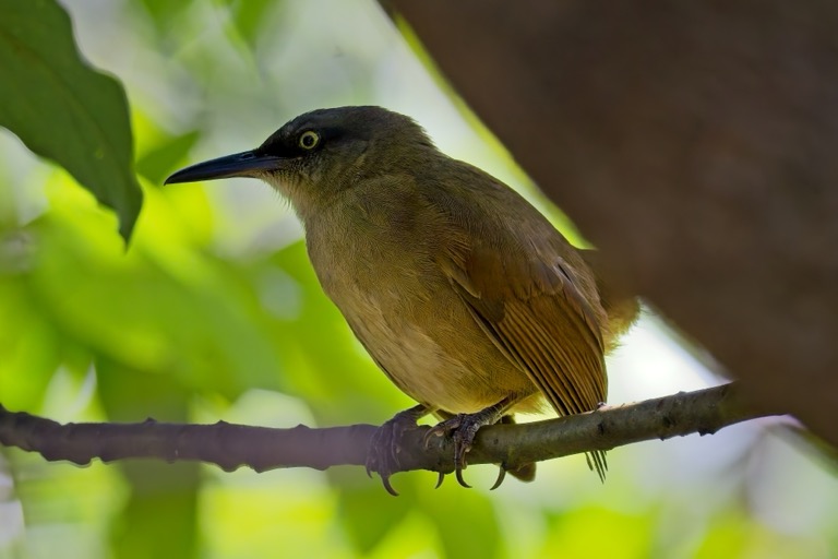 Brown Trembler