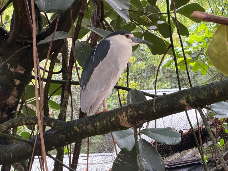 Black-crowned Night Heron