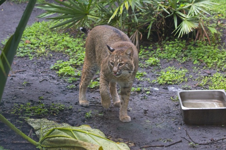 Bobcat