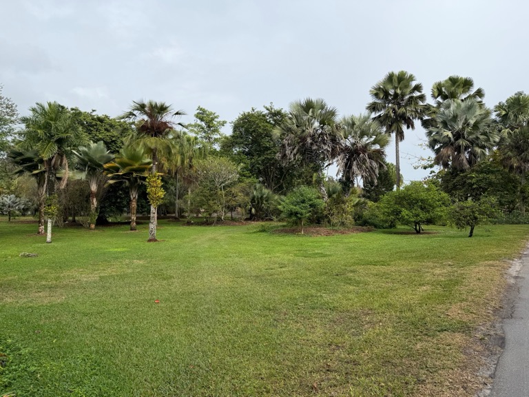 Open space and Trees