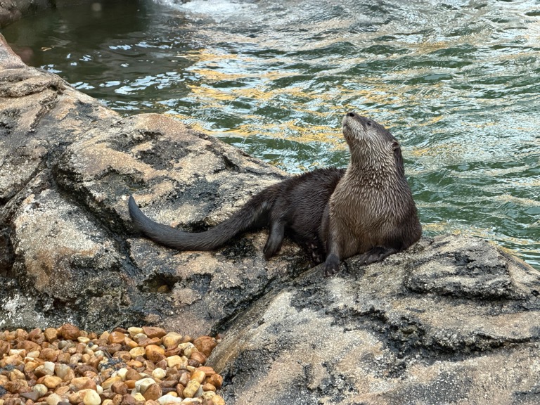 Otter