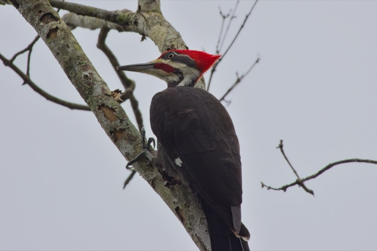 Pileated Woodpecker