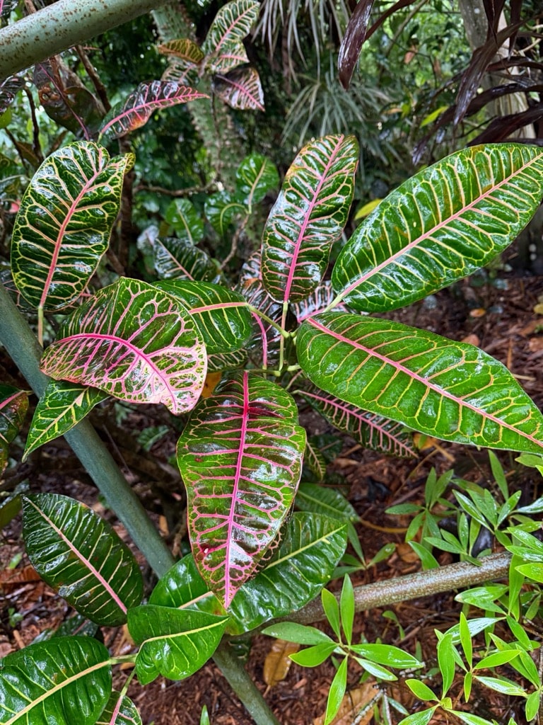 Joseph&rsquo;s Coat of Many Colors Croton